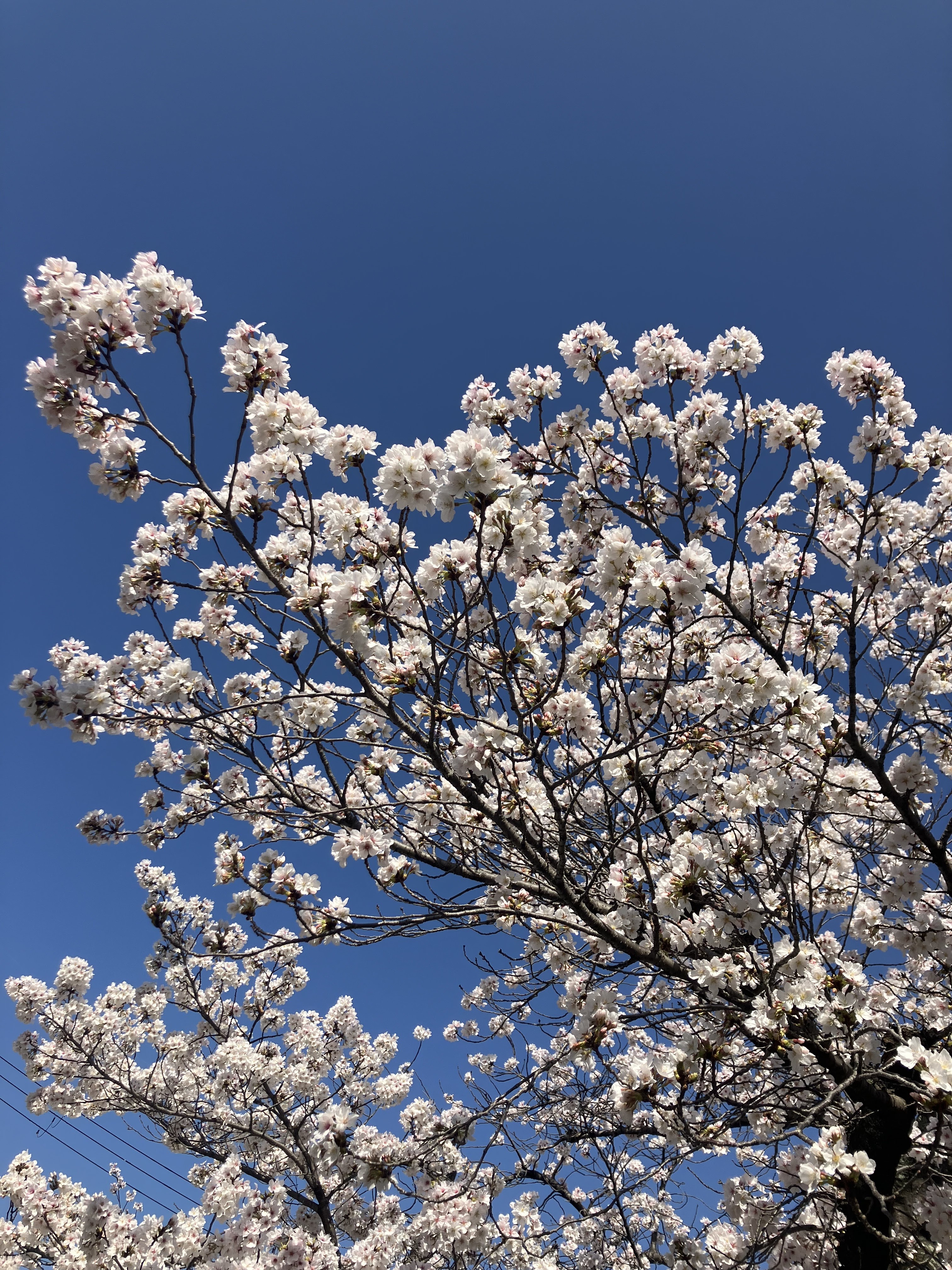 ★2023/3/28★京都の桜